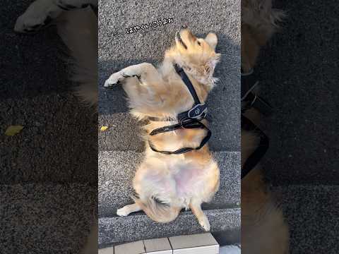 大型犬グッズ収納してみた PRtaoゴールデンレトリバー 大型犬のいる生活 サムネイル
