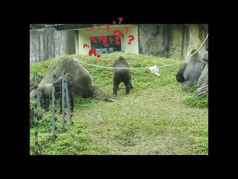 overreact. gorilla Iriki 14y old mom & son Ringo 4y8m old.… サムネイル