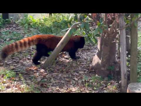 今日の縞編(ガオガオ)くん　レッサーパンダ　のんほいパークにて　2026年4月3日 サムネイル