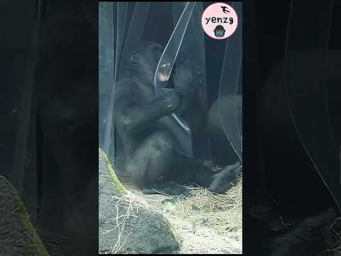 funny Jabali 🤣 gorilla taipeizoo 金剛猩猩 台北市立動物園 funnyanimals… サムネイル