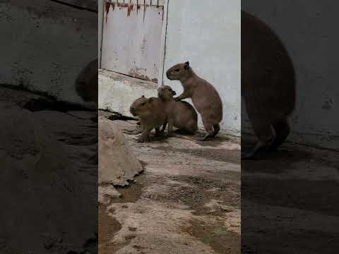 可愛いカピバラ相撲♫カピバラ capybara 動物 サムネイル