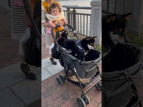 初めて愛犬の散歩に挑戦する8ヶ月赤ちゃん サムネイル