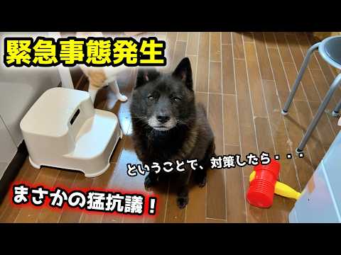 甲斐犬一休の体重が激減したので、対策を考えたのですが・・・ サムネイル