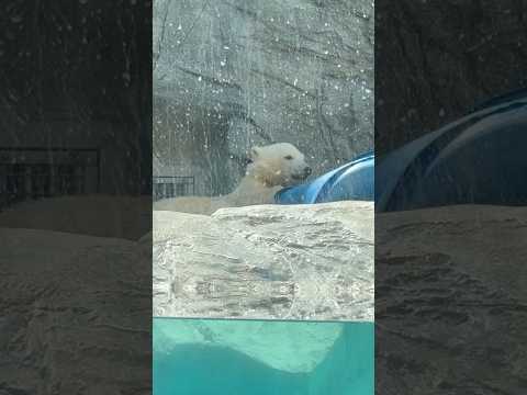 shorts モモ太くん チョッと眠くなってきた？　  ホッキョクグマの仔　男鹿水族館GAOにて　2026年5月22日 サムネイル