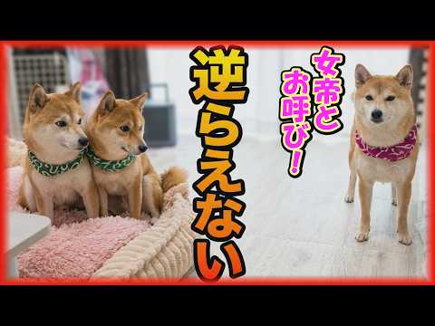 【悲報】女子柴犬の圧倒的な強さに、タジタジになってしまう男達・・・