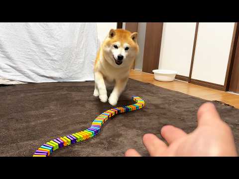 １５分かかったドミノ vs 散歩帰り大はしゃぎ柴犬 サムネイル