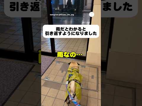 雨とわかった瞬間、散歩終了する犬　犬　いぬ　パグ　面白い　犬のいる暮らし サムネイル