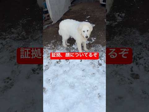 いないと思ったら…犯人の顔で出てきた犬 サムネイル