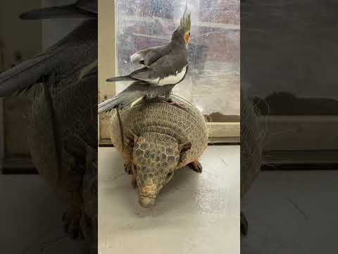 年末年始は混雑予想なのでお散歩は中止となります。shorts アルマジロ 動物 サムネイル