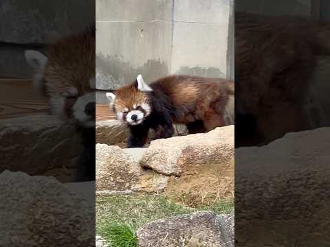 shorts チイタくん起きた！　レッサーパンダ　浜松市動物園にて　2026年4月5日 サムネイル