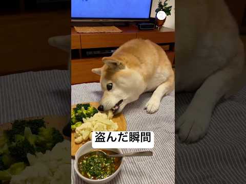 カリフラワーを盗む柴犬の瞬間　柴犬　犬　かわいい犬 犬のいる暮らし 面白い サムネイル