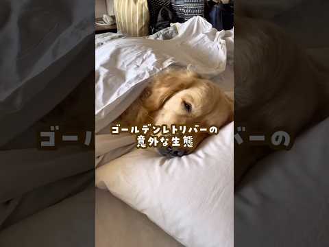 ゴールデンレトリバーの意外な生態 #ゴールデンレトリバー #大型犬のいる生活 #大型犬と子供 #goldenretre… サムネイル