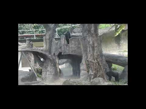 gorilla brothers Jabali 5y3m old & Ringo 4y8m old.eat? shor… サムネイル