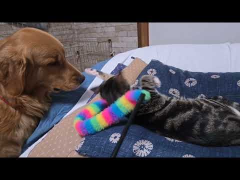 深夜の中猫キビとゴールデンレトリバー サムネイル