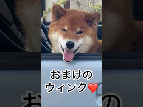’25.12.22 力丸に癒されるとき… #柴犬 #shibainu #柴犬のいる暮らし #柴犬の日常 #お散歩 #見… サムネイル
