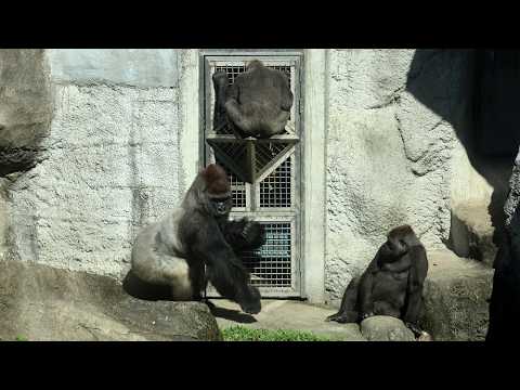 Gorilla D'jeeco bang on the door,keeper fed Jabali金剛猩猩迪亞哥不高… サムネイル