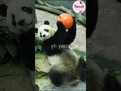 圓寶 ： 果果呢? 🤣 panda cuteanimals  貓熊 taipeizoo 台北市立動物園 shorts サムネイル