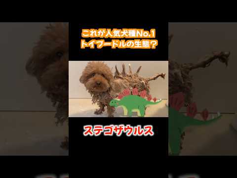 これが人気犬種No.1トイプードルの生態？ サムネイル