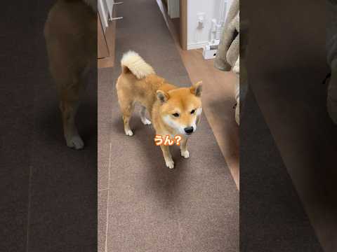柴犬とん君と主との会話　柴犬　柴犬とん
