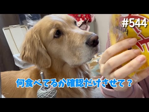 みるだけ…みるだけ…【ゴールデンレトリバー】 サムネイル