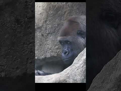 Don't mess with me.gorilla Tayari 15y1m old. shorts. T別惹我 4… サムネイル