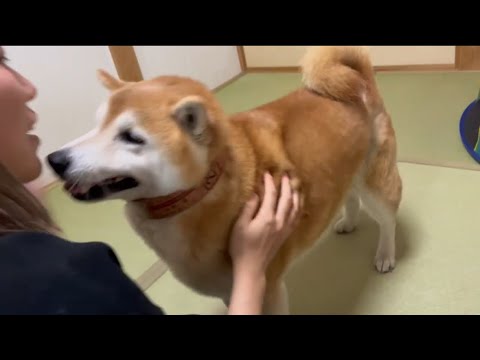 柴犬福 姉にオシャレでトリッキーな首輪をプレゼントされた柴犬-母カメラver.🤣New dog collar🤩 サムネイル