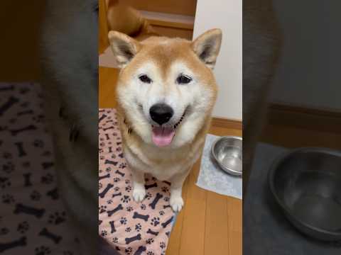 柴犬福 父と母を出迎える留守番限界柴犬🤣Welcome dog🤣shorts funny funnydog 柴犬 sh… サムネイル