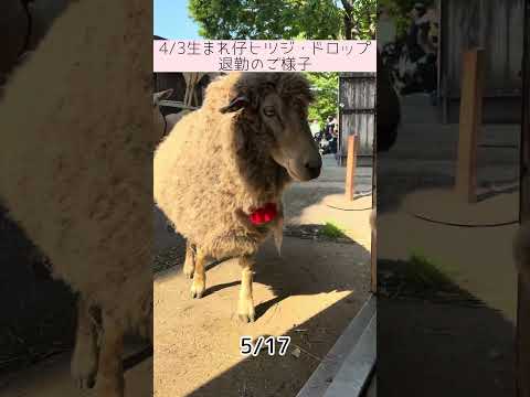 仔ヒツジ・ドロップの退勤のご様子 東武動物公園 zoo 赤ちゃん 動物 ヒツジ ドロップ