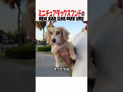 ミニチュアダックスフンドの取扱説明書　ダックスフンド 犬のいる暮らし 犬のいる生活 犬好きさんと繋がりたい 元気お届け サムネイル