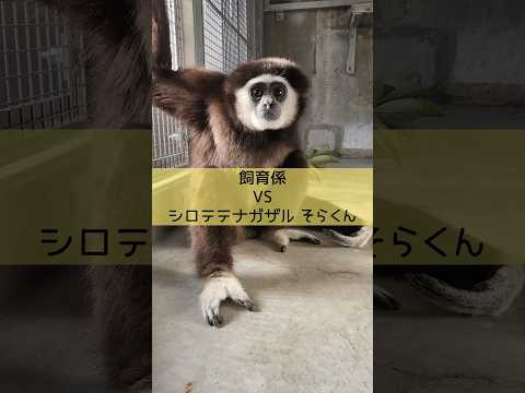 【東武動物公園（公式）】シロテテナガザルのそらくん対飼育係 東武動物公園 サムネイル