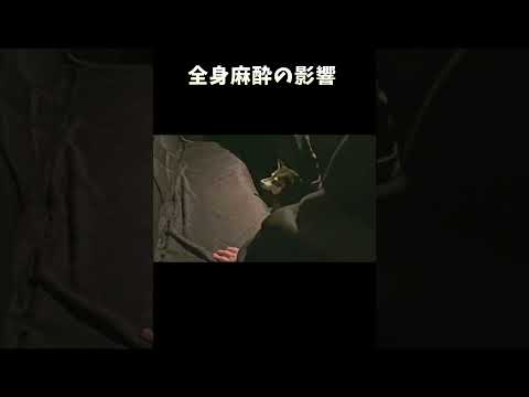 全身麻酔の影響 サムネイル