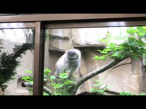 ポリーちゃん 高い場所へひとっ飛び！ マヌルネコ アジアの森 那須どうぶつ王国へまたまた行っちゃった！ サムネイル