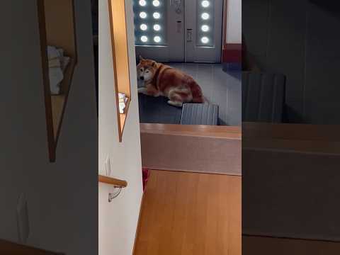 柴犬福 母と祖母が出掛けてへこんでいたら姉に捕まった柴犬🤣Sis and Shiba🤣姉と柴 shorts funny… サムネイル