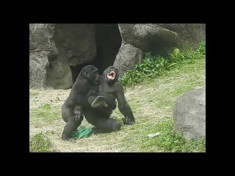 little gorilla brothers Jabali 5y4m old & Ringo 4y9m old. s… サムネイル