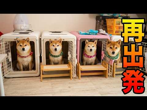 こんなに変わるの？柴犬達の生活が激変しました。