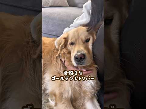 女好きなゴールデンレトリバー ゴールデンレトリバー 大型犬のいる生活 大型犬と子供 goldenretreiver サムネイル