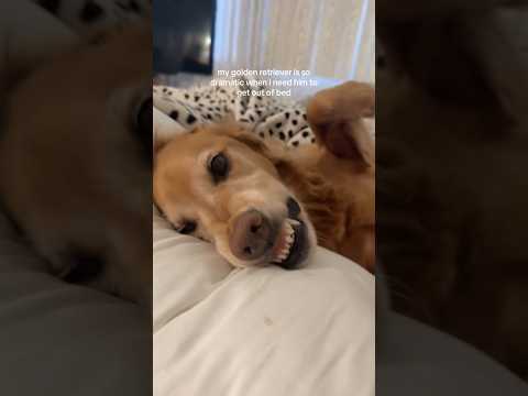 coming home to my golden retriever🥵goldenretreivers dog pup… サムネイル