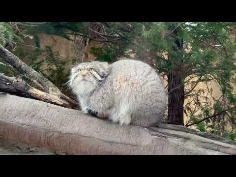 降る雪を見つめるナゴムくん　マヌルネコ　那須どうぶつ王国にて　2026年1月2日 サムネイル