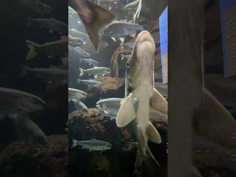 shorts ヒメマス、オオクチバスなど　深みの魚水槽　山梨県立富士湧水の里水族館にて　2026年2月21日 サムネイル