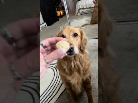 coming home to my golden retriever🥵goldenretreivers dog pup… サムネイル