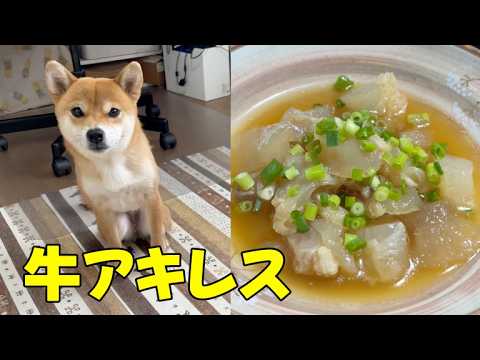 牛のアキレスを圧力鍋で煮込んだら勢いがすごい！柴犬小夏　ASMR サムネイル