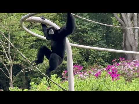 ブレイブくんが奥の茂みに入り ハートさんからご挨拶があり、この時間の公演は終了の様です😊　フクロテナガザル　　千葉市動…