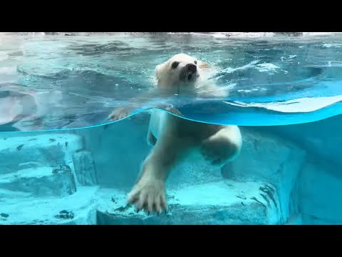 泳ぐ❣️モモ太🍑くん　楽しそう〜　ホッキョクグマ　男鹿水族館GAO 2026年5月1日 サムネイル