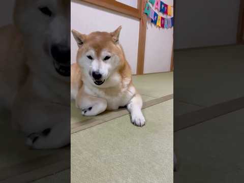 柴犬福 お祝いが一段落したので肉球をしていたらパトカーに捕まった柴犬🤣Sis and Shiba🤣姉と柴 shorts… サムネイル