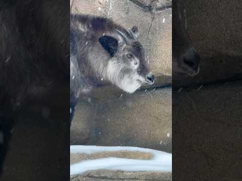 shorts ミカゲどりる　ニホンカモシカ　那須どうぶつ王国　2026年1月30日 サムネイル