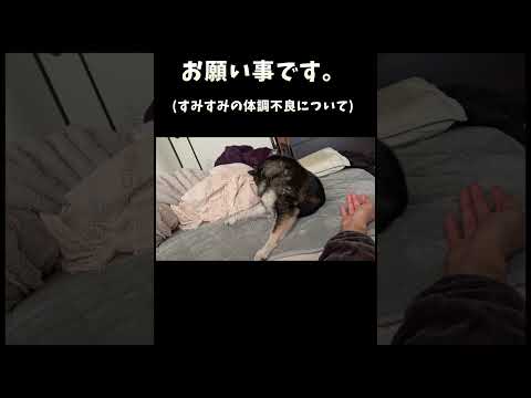 お願いです サムネイル