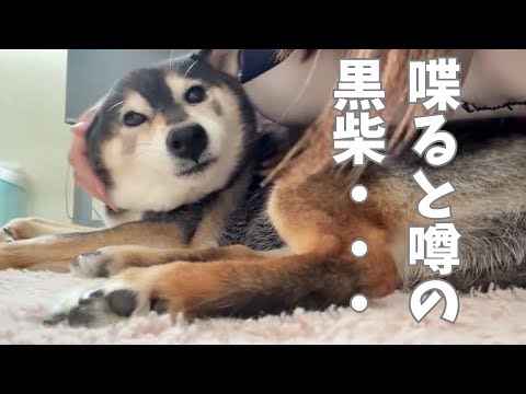 黒柴と札幌在住○○代女性が会話する様子・・・ サムネイル