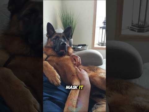 Can Dogs Heal Loneliness—Or Just Mask It shorts dog pets do… サムネイル