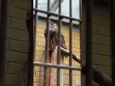 shorts おすぎくんとぴーこさん　ワシミミズク　浜松市動物園にて　2026年4月5日 サムネイル