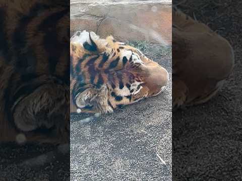 shorts 令くん　いつもと違うねかたで　アムールトラ🐯　那須どうぶつ王国　2025年12月31日 サムネイル